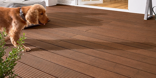 Eine braune Holzterrasse vor einem Haus. Ein Hund geht über die Terrasse, neben ihm stehen eine Gießkanne und eine grüne Pflanze.